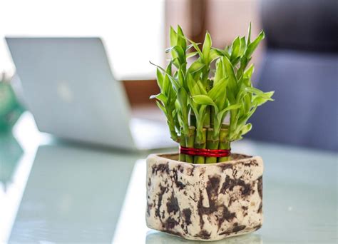 shopclues lucky|Shop Lucky Bamboo Plant Online .